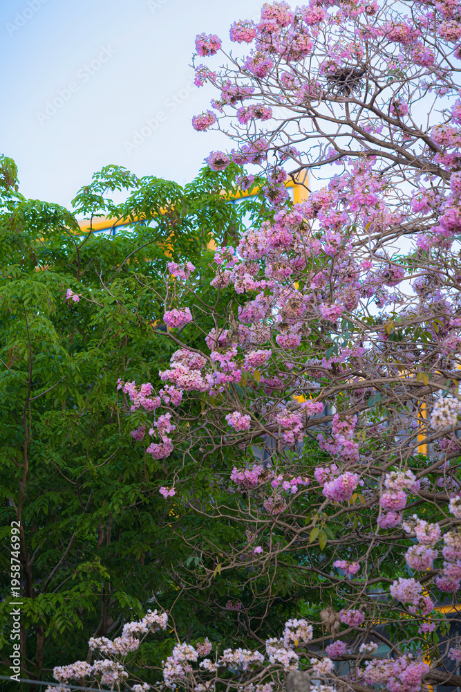 Obraz premium Beautiful Pink Chompoo Pantip blossom flowers are blooming with the park in spring day in the garden and summer blue sky background in Thailand.