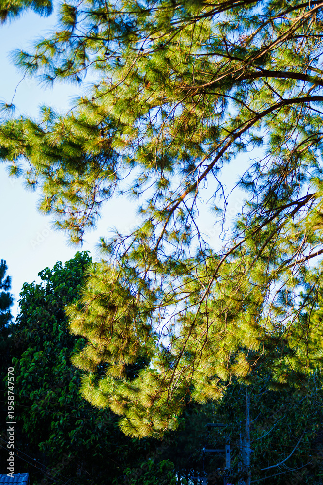 Obraz premium Khasya pine trees on Khasya pine woods (Pinus kesiya Royle ex Gordon) in the garden with mountains at Phuhinrongkla National Park Nakhon Thai District in Phitsanulok, Thailand