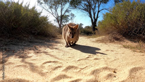 Wallaby walking towards camera on sandy trail in wild. Marsupial hopping along path during sunny day. Australian bush wildlife in natural habitat environment.