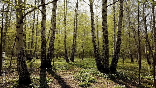 Sunlit birch forest in spring with green leaves and white flowers in the glade. Nature landscape with slender trees and long shadows at dawn for environment.