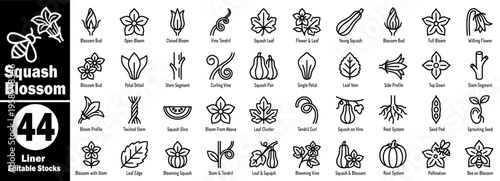 Squash blossom liner editable stocks. Agriculture and nature design elements with a variety of leaves and flowers outline vector illustration.