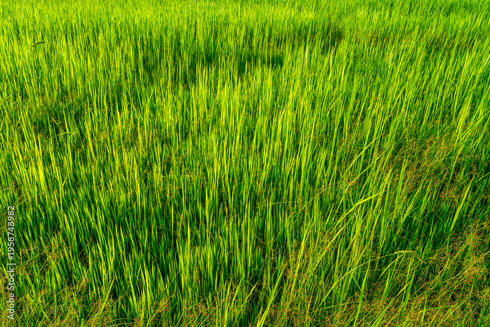Obraz premium Scenic view landscape of Rice field green grass with field cornfield or in Asia country agriculture harvest with fluffy clouds blue sky sunset evening background.