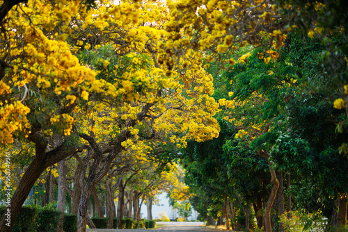 Beautiful blooming Yellow Golden trumpet tree or Tabebuia aurea roadside of the Yellow that are blooming with the park in spring day in the garden and sunset sky background in Thailand.