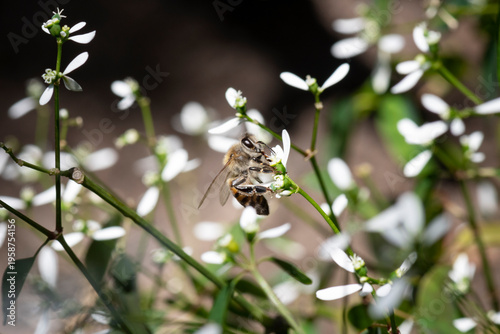 Fotografia Honey bee on small white wildflowers in natural garden, macro pollination scene