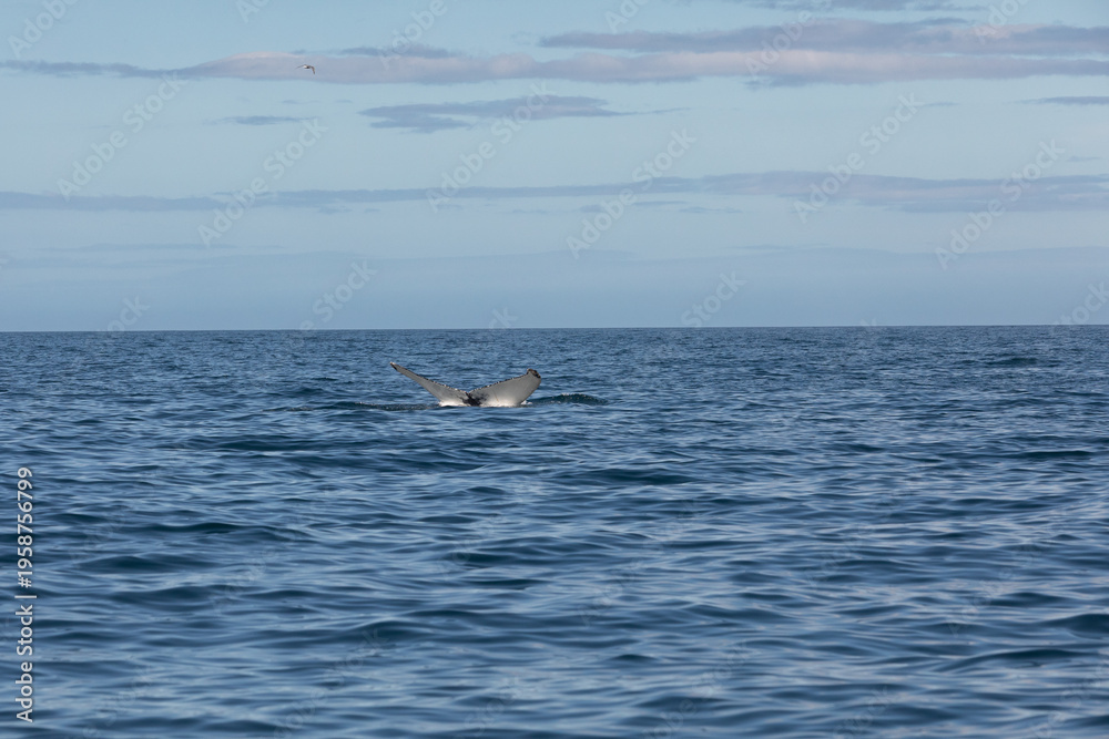 Naklejka premium humpback whale tail