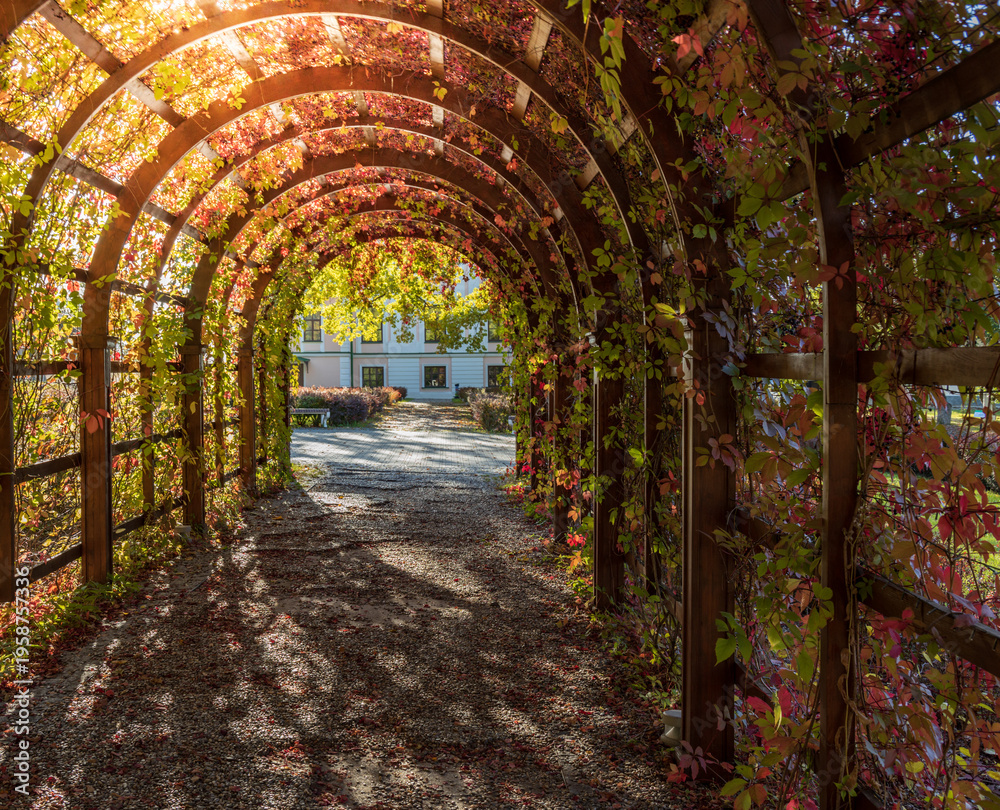 Fototapeta premium Sunlight filters through autumn leaves