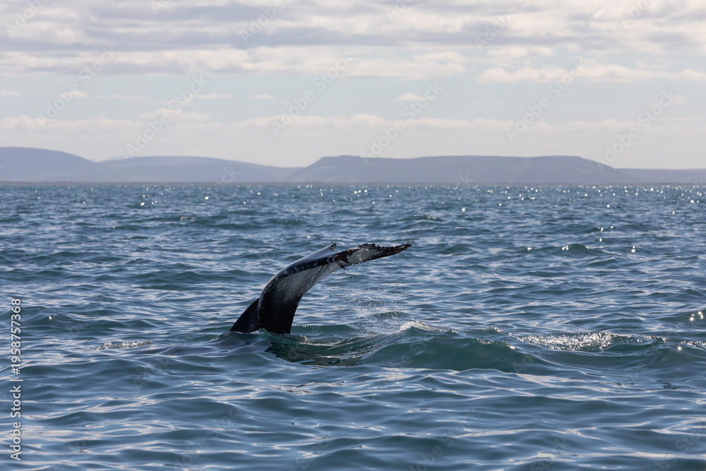 Fototapeta premium whale fin