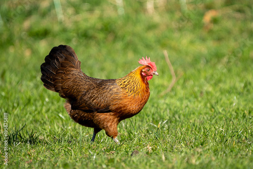 Картината върху платно free range hen chicken