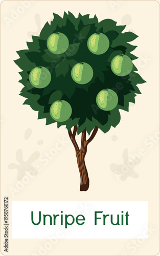 Educational card with orange tree and unripe green citrus fruits