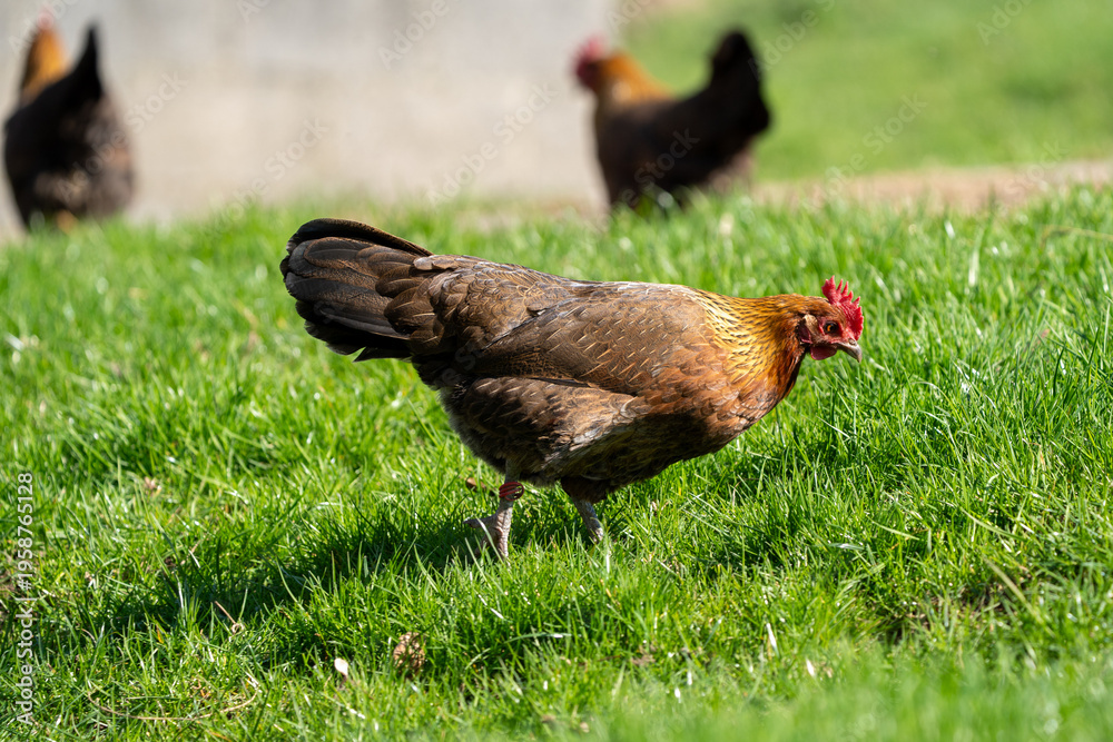 Fototapeta premium free range hen chicken and rooster. Chicken in the grass. The chicken lays around 300 eggs per year