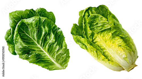 Fresh green romaine lettuce separately isolated PNG, vibrant vegetable with crisp leaves for healthy eating and salad preparation on transparent background