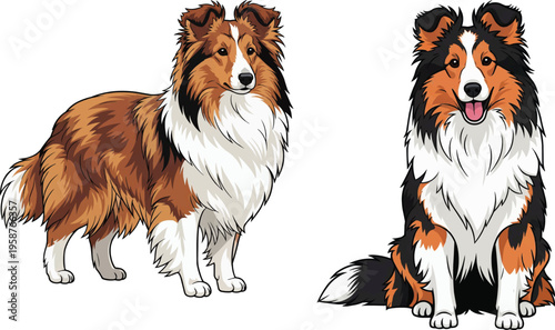 Shetland Sheepdog standing alert attentive sitting happy smiling pose set