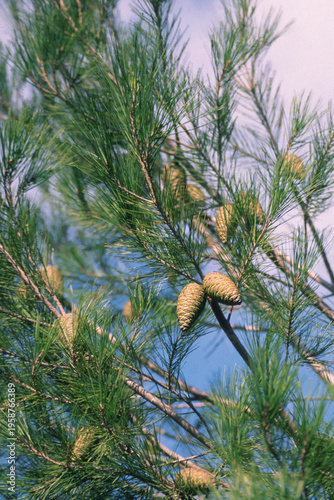 Aleppo pine (Pinus halepensis), which is a conifer native to the Mediterranean region. Strobili di conifera (pigne). Alghero, sardegna, Italia