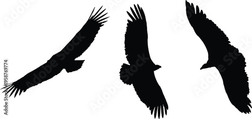 A detailed set of vector illustrations depicting the red kite, nature’s powerful hunter.
