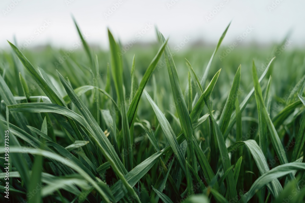 Obraz premium Dense green grass blades viewed from a low ground level perspective with soft focus background highlighting freshness and natural growth in open field