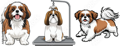 Shih Tzu dog standing grooming table happy playful smiling pose set