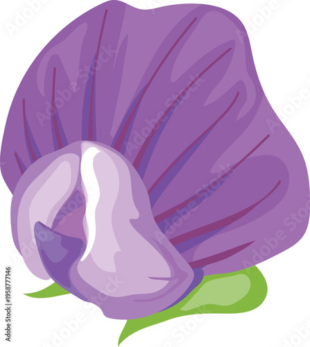 Botanical illustration of a purple soybean flower (Glycine max) isolated on white background