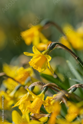 Vibrant daffodils blooming in Sussex, on a sunny spring day