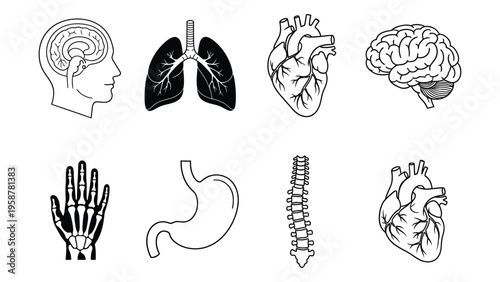 Anatomical illustrations depicting key human organs and skeletal structures high quality