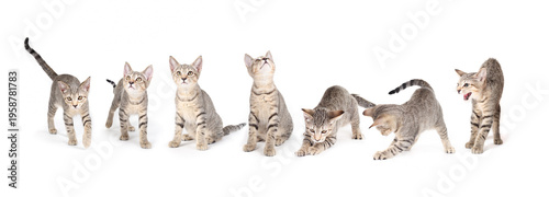 Quadro em tela Isolated kitten in different poses