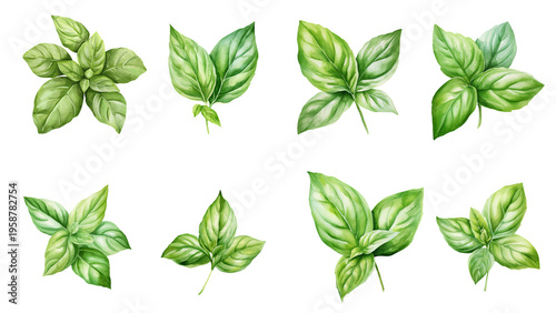 Billede på lærred Vibrant Watercolor Collection of Fresh Green Basil Leaves and Sprigs, Perfect fo