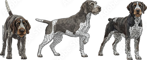 Slovak Rough haired Pointer dog pointing standing alert focused pose set