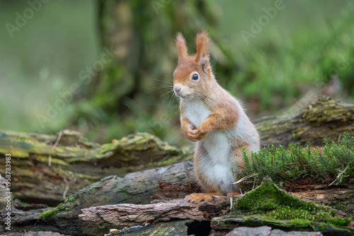 squirrel on the ground in the forest, looking for food, its natural environment
