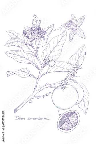Hand-drawn botanical illustration of Bellis perennis flowers and leaves on white background