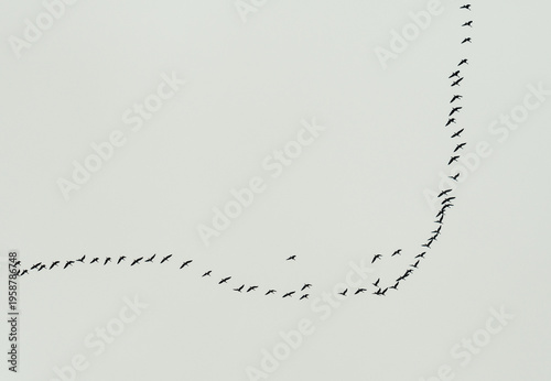 A flock of birds flying in a loose V-shaped formation across a cloudy gray sky, capturing migration and group movement in nature