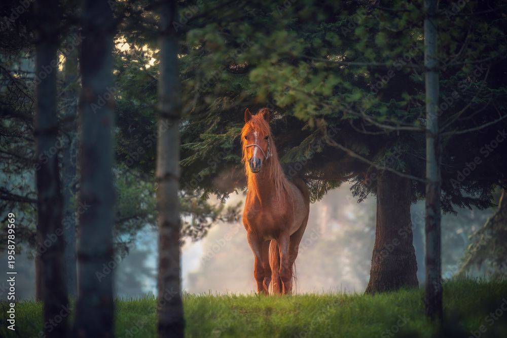 Obraz premium Chestnut Horse Standing Under Pine Trees In Misty Morning Light On Lush Meadow