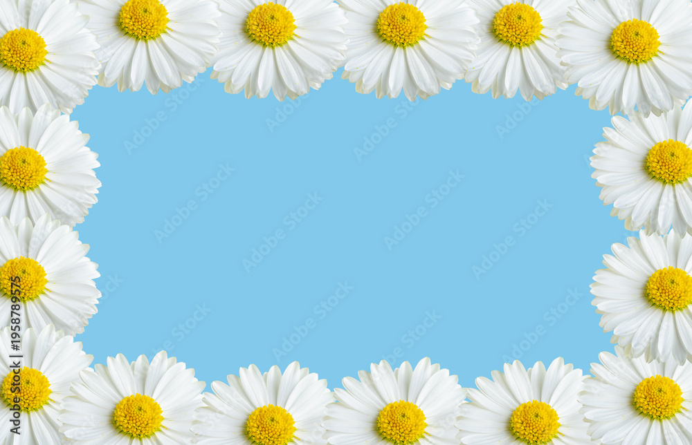 Fototapeta premium Chamomile flowers in a frame on a blue background.