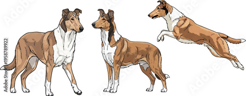 Smooth Collie dog standing side profile walking jumping pose set