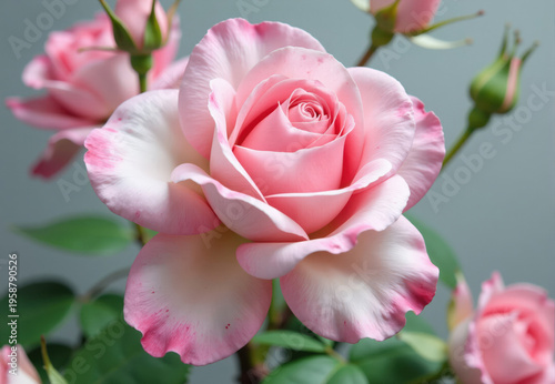 Pink Rose Bloom with Buds and Foliage