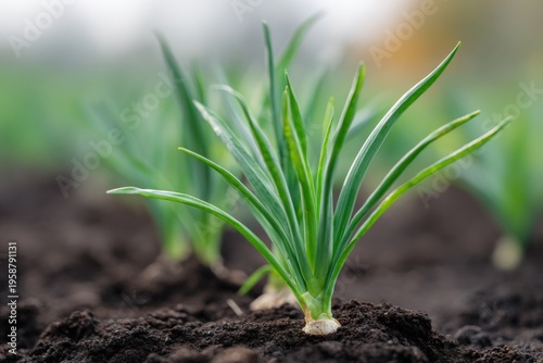 Young green garlic shoot in dark soil close up row of seedlings spring growth fresh leaves and garden vitality