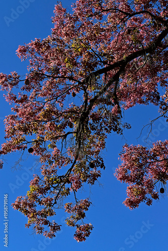 Monkey pot tree leaves (Lecythis pisonis) in Rio de Janeiro, Brazil