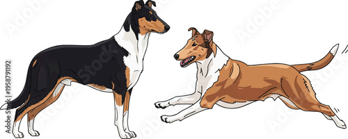 Smooth Collie dog standing side profile running cheerful pose set