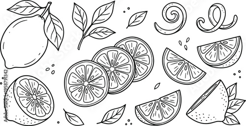 Hand-Drawn Line Art Illustrations of Fresh Lemons, Slices, and Leaves with Zest Twirl