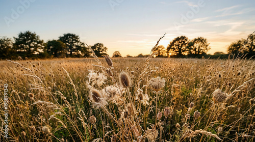 Serene Autumn Landscape with Wild Grass and Distant Trees During Sunset