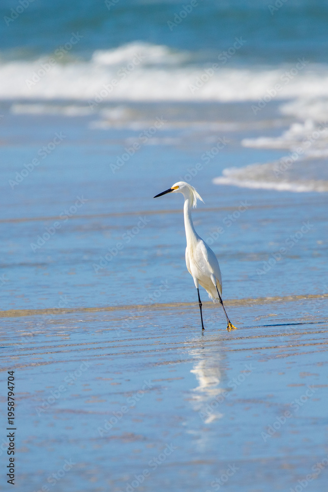 Obraz premium Snowy Egret