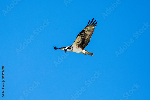 Osprey In Flight