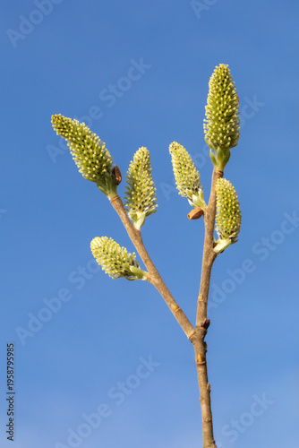 Weidenkätzchen, weibliche Blüten der Salweide (Salix caprea, Sal-Weide), mit blauem Himmel. Weiden sind zweihäusig, d. h. eine Pflanze hat immer nur weibliche oder männliche Blüten.