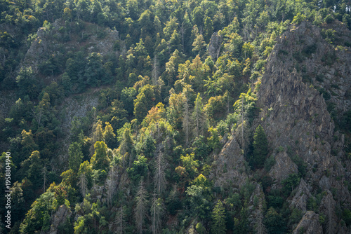 Sonnengeflutetes Bodetal im Harz