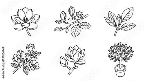 magnolia , 6 black line isometric 3d vector collection , white background , PNG and SVG isolate