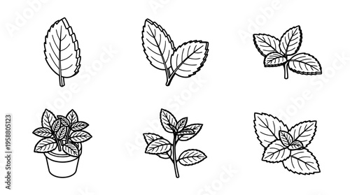 mint leaf , 6 black line isometric 3d vector collection , white background , PNG and SVG isolate