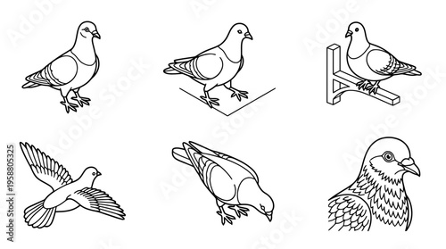 pigeon , 6 black line isometric 3d vector collection , white background , PNG and SVG isolate