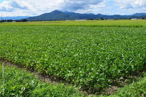 だだちゃ豆の栽培風景 山形県鶴岡市