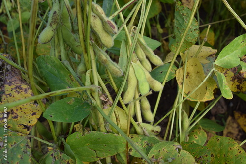 だだちゃ豆の栽培風景 山形県鶴岡市