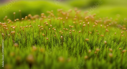Vivid Close-Up of Wildflowers and Dewy Green Grass in Full Spring Bloom