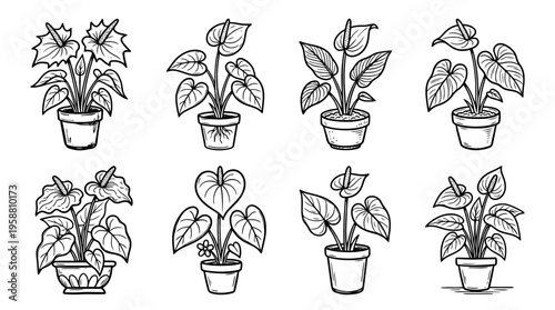 anthurium line vector set. black color sketches style on white background. Vector illustration.