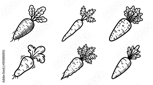 carrot line vector set. black color sketches style on white background. Vector illustration.